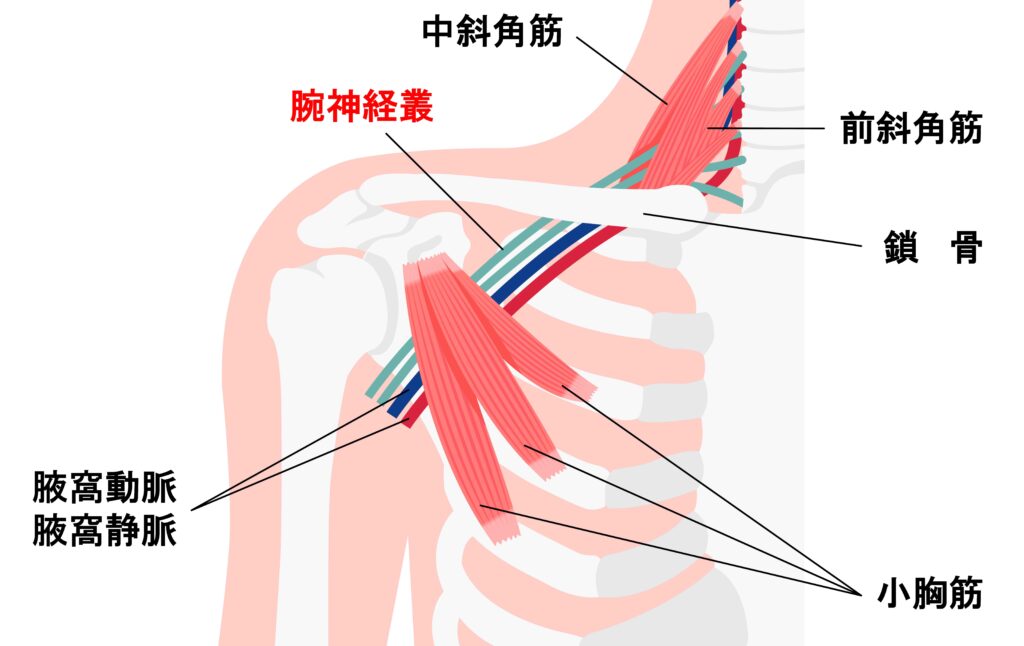 腕神経叢